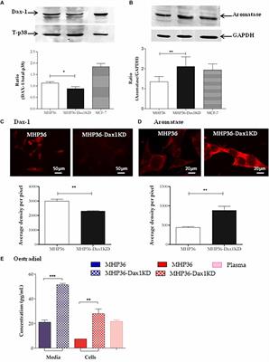 Targeting 17β-estradiol biosynthesis in neural stem cells improves stroke outcome